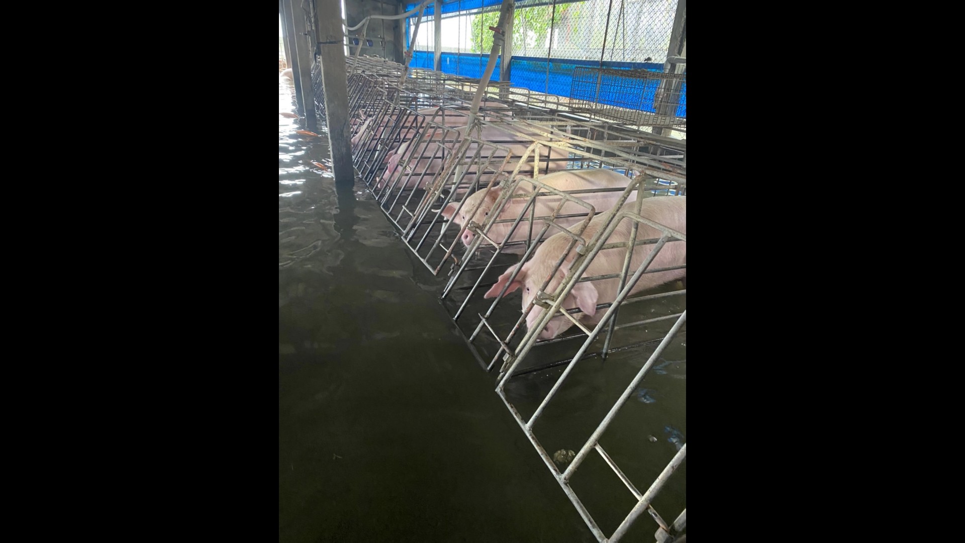 ▲強颱凱米導致彰化縣農損逾3億元，畜牧場毀損，彰化縣也納入「畜牧全品項」救助地區，縣府呼籲農民8/6前申報農損。（縣府提供）