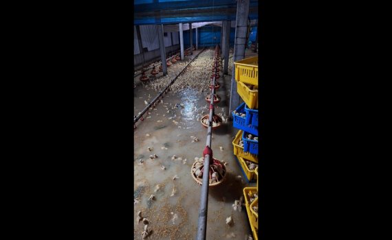凱米颱風導致彰化13鄉鎮市淹水　　畜牧業納全品項現金救助