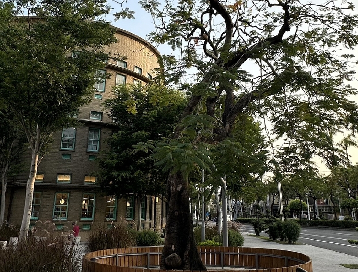八十年的陪伴：感傷嘉義市立美術館鳳凰木 不敵強颱傾倒
