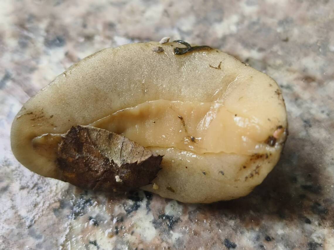 蛞蝓俗稱鼻涕蟲或無殼蝸牛，可以吃，要徹底煮熟