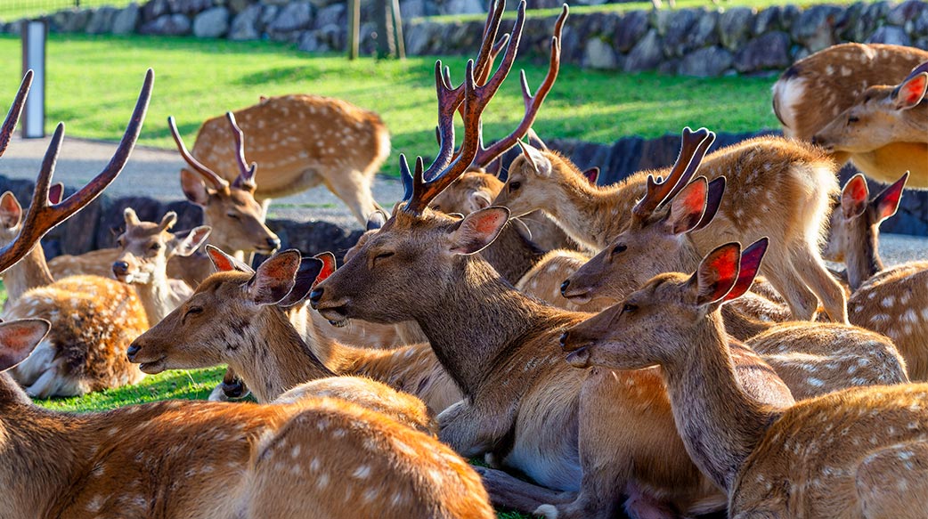 角落 鹿 好 大 增長 夏天 動物 可愛 場地 日本 野生動物 戶外 哺乳動物 風景 只 旅遊 景點 角落 鹿 好 大 增長 夏天 動物 可愛 場地 日本 野生動物 戶外 哺乳動物 風景 只 旅遊 景點