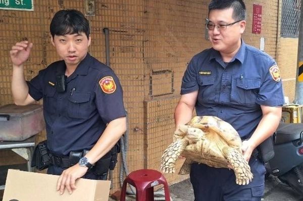 「蘇卡達象龜」翹家逛大街 警方順利圍捕讓牠平安回家 246 「蘇卡達象龜」翹家逛大街 警方順利圍捕讓牠平安回家 245
