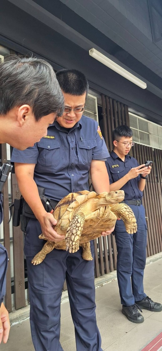 象龜在警員試圖將其移至安全地點時，仍試圖逃跑，最終警員費盡力氣才成功將其帶回派出所安置。（記者 黃荷琇翻攝）