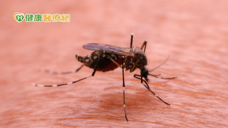 登革熱、屈公病境外移入創5年同期新高！　暑期出國2國家應特別注意