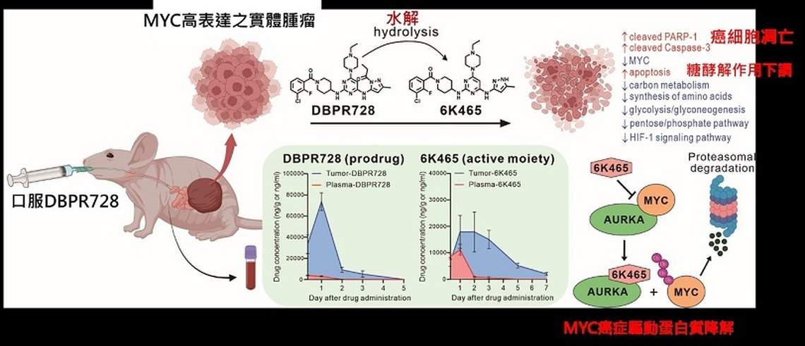 阻斷癌細胞生長原料來源 國衛院發現可促進MYC癌症驅動蛋白質降解的標靶新藥