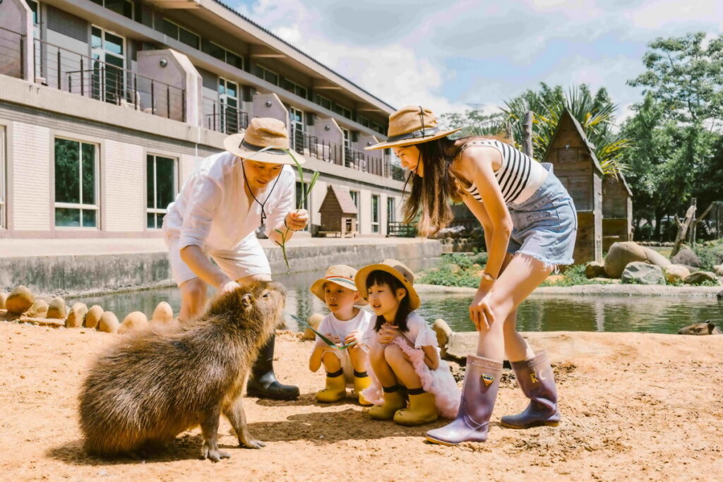 「福豚生態體驗」是六福莊最受大小朋友歡迎的動物互動體驗。