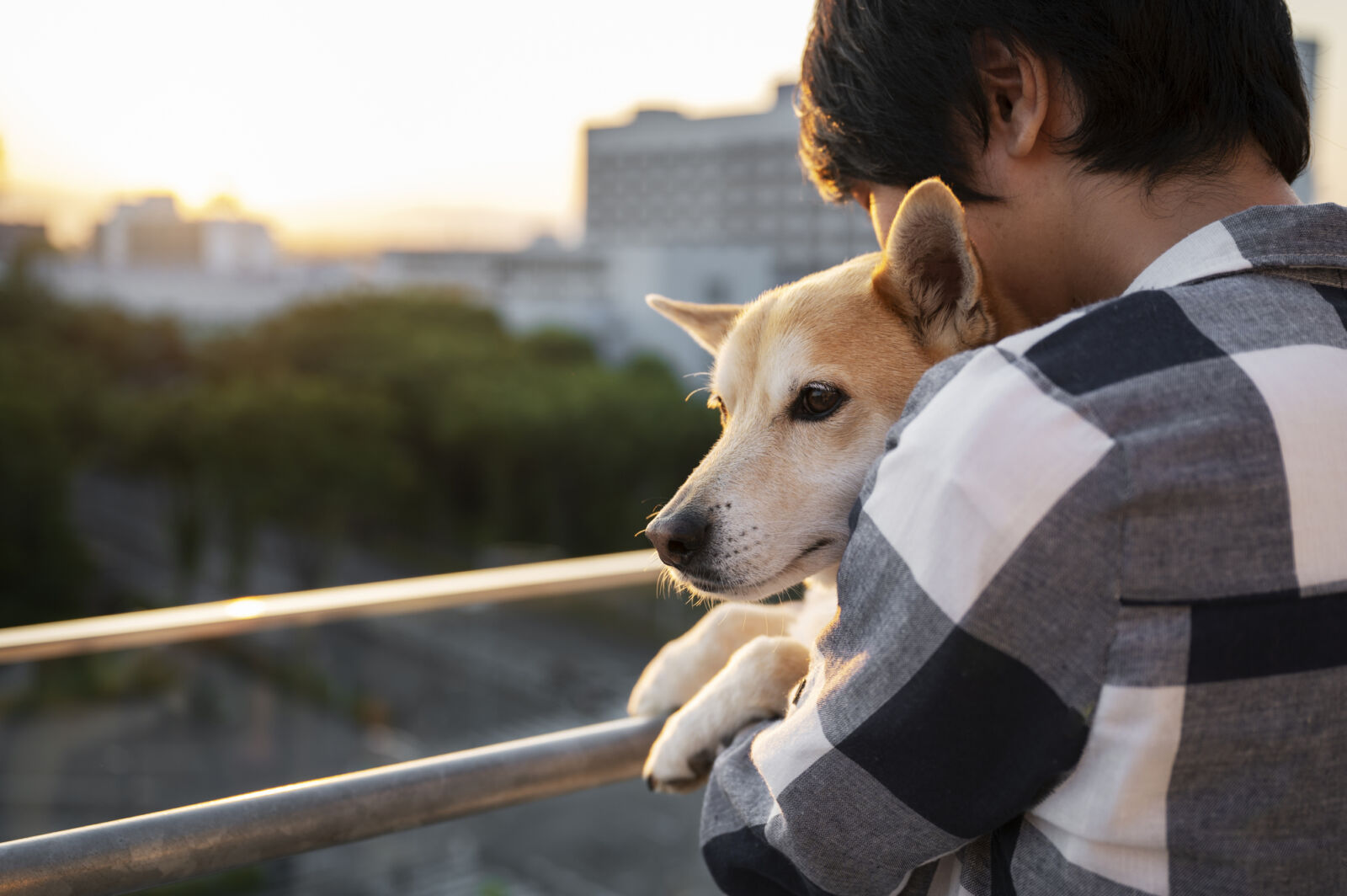 信義房屋從地方需求出發 興建5座浪浪屋打造動物共融基地 224 CNEWS195240806a01