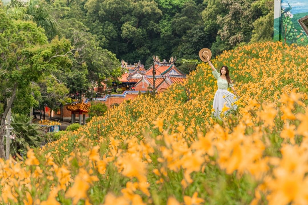 花壇鄉虎山巖金針花園區@molly888666