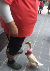 圖/網友提供
