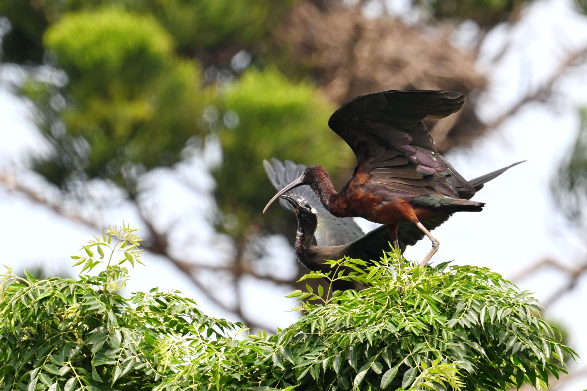 ▲彩䴉在台南首見育雛,彩䴉在樹梢餵食幼鳥。(圖/台南市生態保育學會提供)