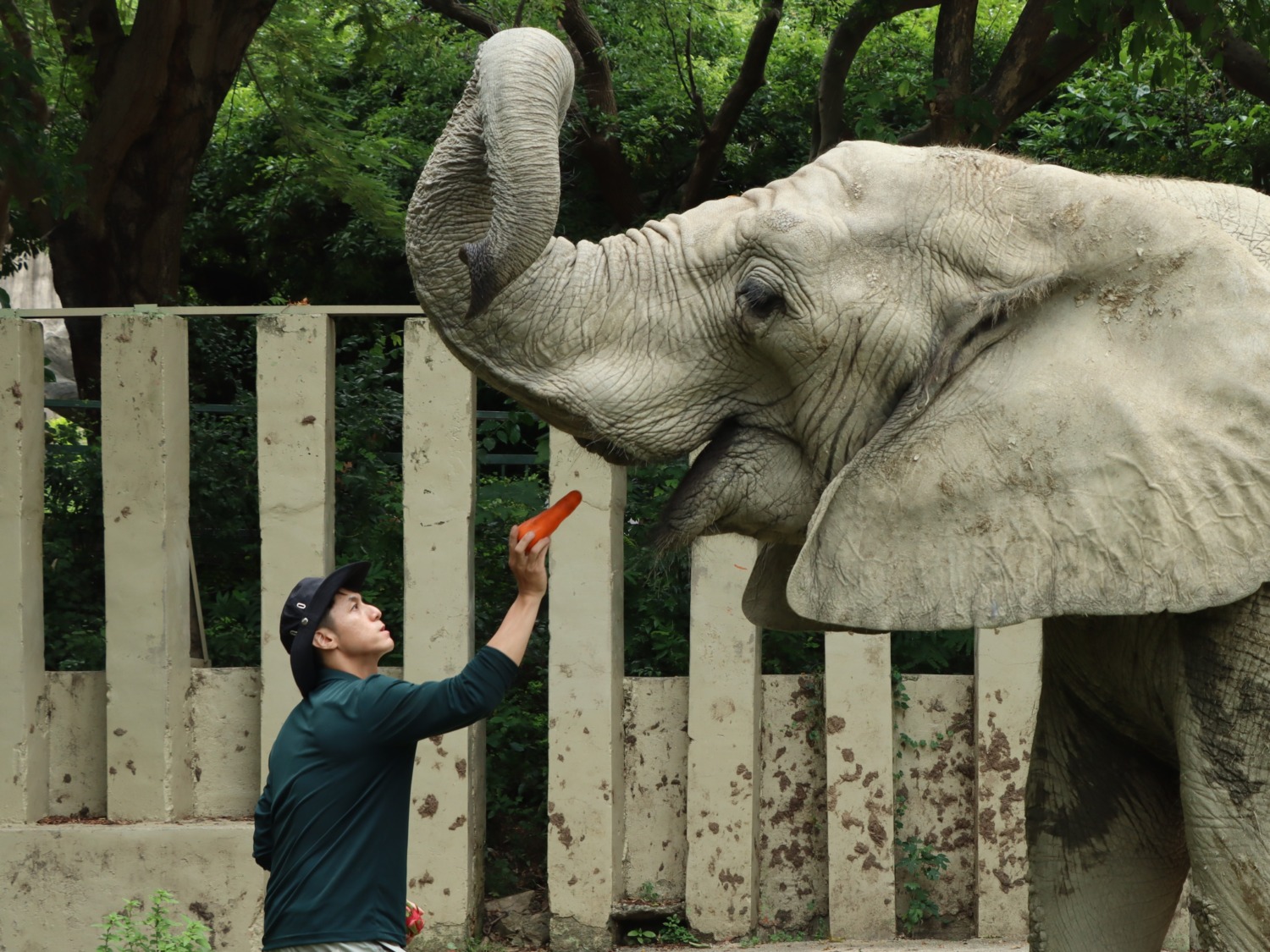 父愛如山把動物呵護得無微不至!壽山動物園向辛勤的超級動物奶爸致敬