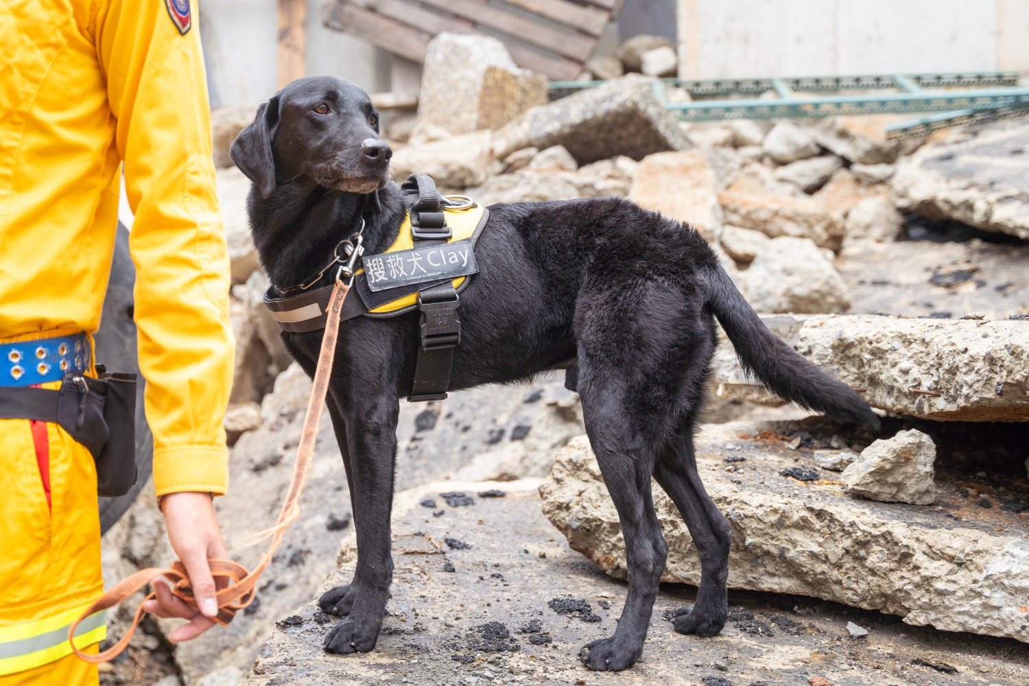 竹市搜救犬Clay在搜救任務立下大功,並將於8月下旬代表台灣前往芬蘭參加世界搜救犬比賽。(圖/記者林照東翻攝)