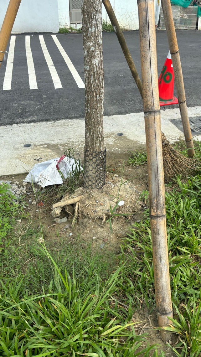 漾新聞|路樹倒塌又壓傷騎士 李雅靜抨擊施工不當致不堪一擊 市府難辭其咎！