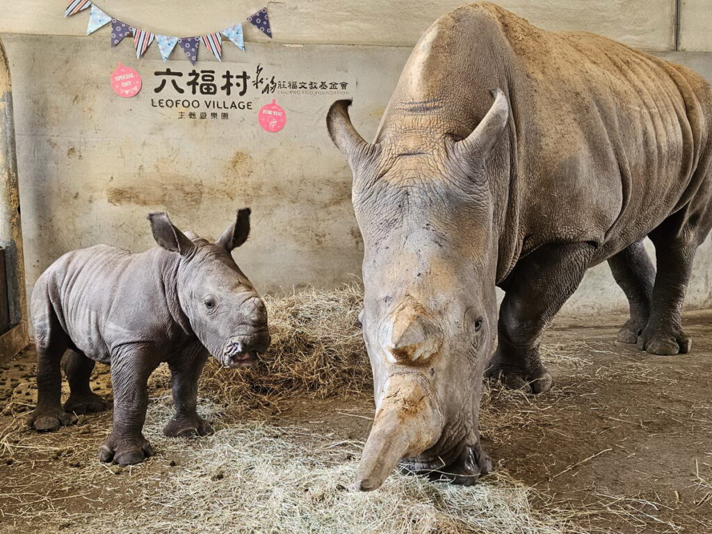 白犀牛寶寶「桃喜」轉眼間也滿月了!保育員們特地在犀牛產房進行溫馨布置,要為犀牛寶寶「桃喜」慶祝滿月,讓桃太郎母子開心慶祝滿月