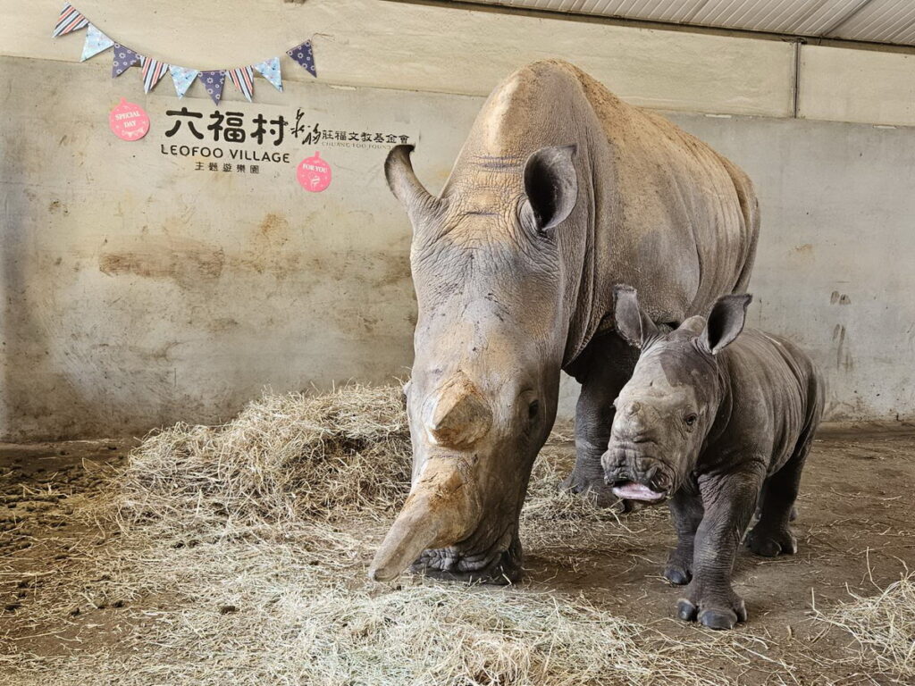 白犀牛寶寶「桃喜」轉眼間也滿月了!保育員們特地在犀牛產房進行溫馨布置,要為犀牛寶寶「桃喜」慶祝滿月,讓桃太郎母子開心慶祝滿月