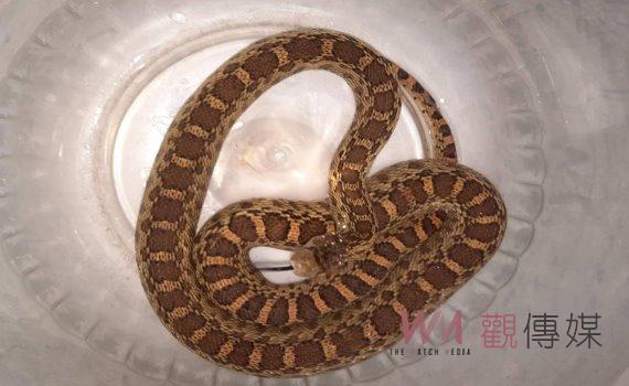 寵物蛇「牛蛇」受歡迎 17人爭相登記 認養抽籤台中女子奪得