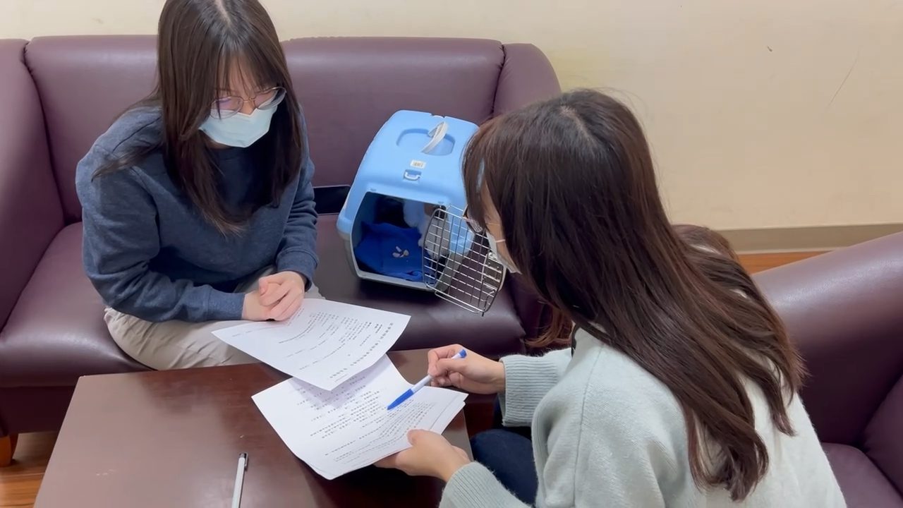 想分手竟以傷害貓咪威脅　新北社工與動保處合作保護終止傷害