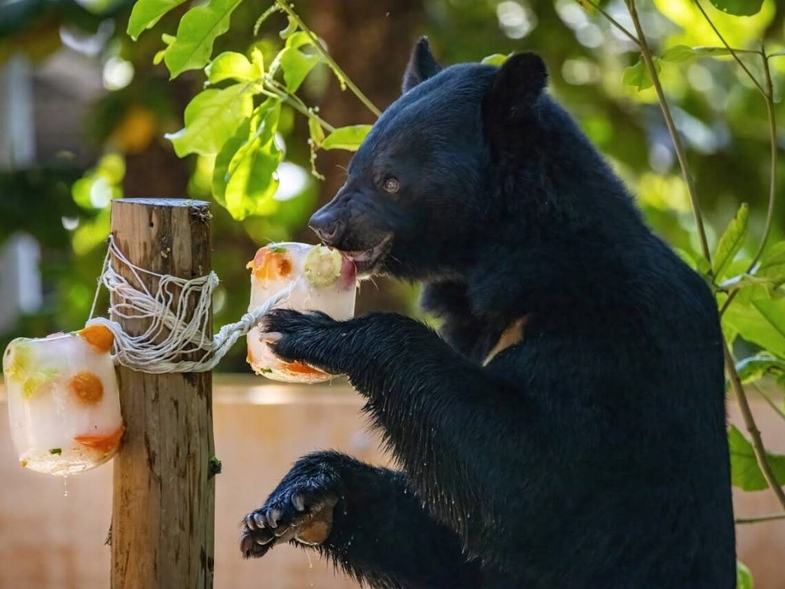 漾新聞|動物也要消暑!壽山動物園幫動物消暑大作戰