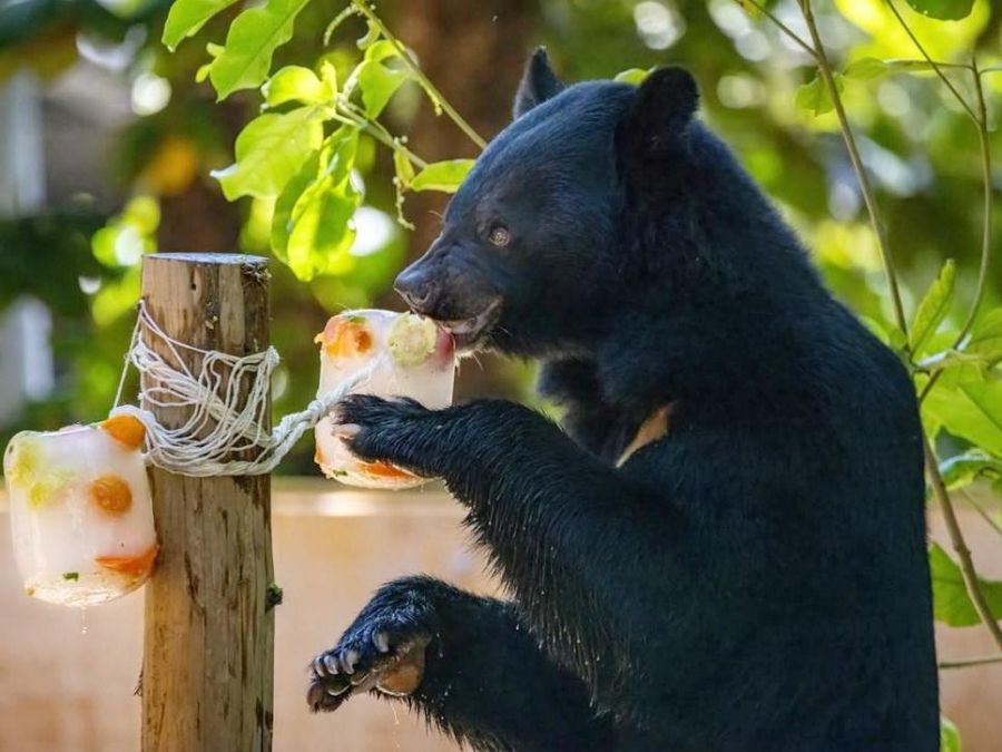 吃冰玩水樣樣來!壽山動物園動物消暑大作戰
