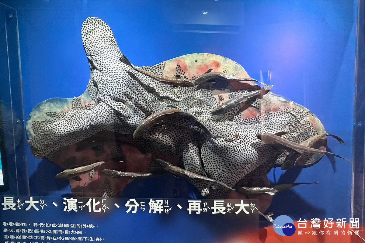 桃園市政府食魚教育貨櫃展於竹圍漁港精彩登場。<br /><br />
