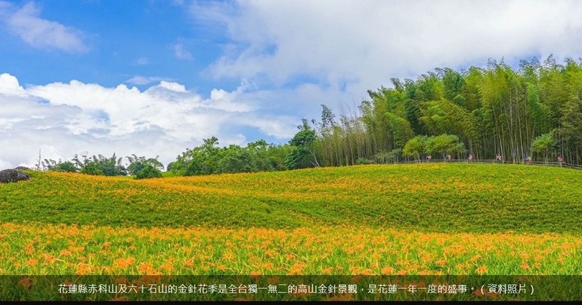 113年花蓮金針花季隆重登場!花蓮縣府邀請您一同賞花共度金黃色的夏日時光