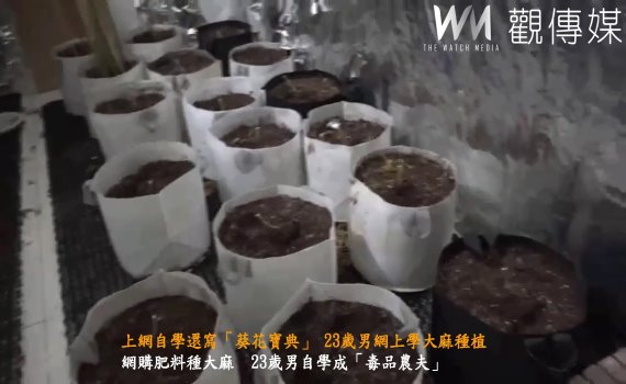 (有影片)/上網自學還寫「葵花寶典」 23歲男網上學大麻種植 彰警殲滅