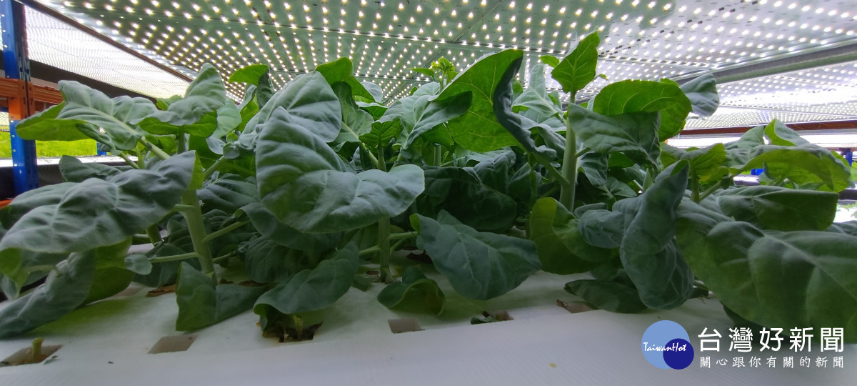 新加坡元通綠能植物工廠種植之蔬菜。圖/彰化縣政府提供