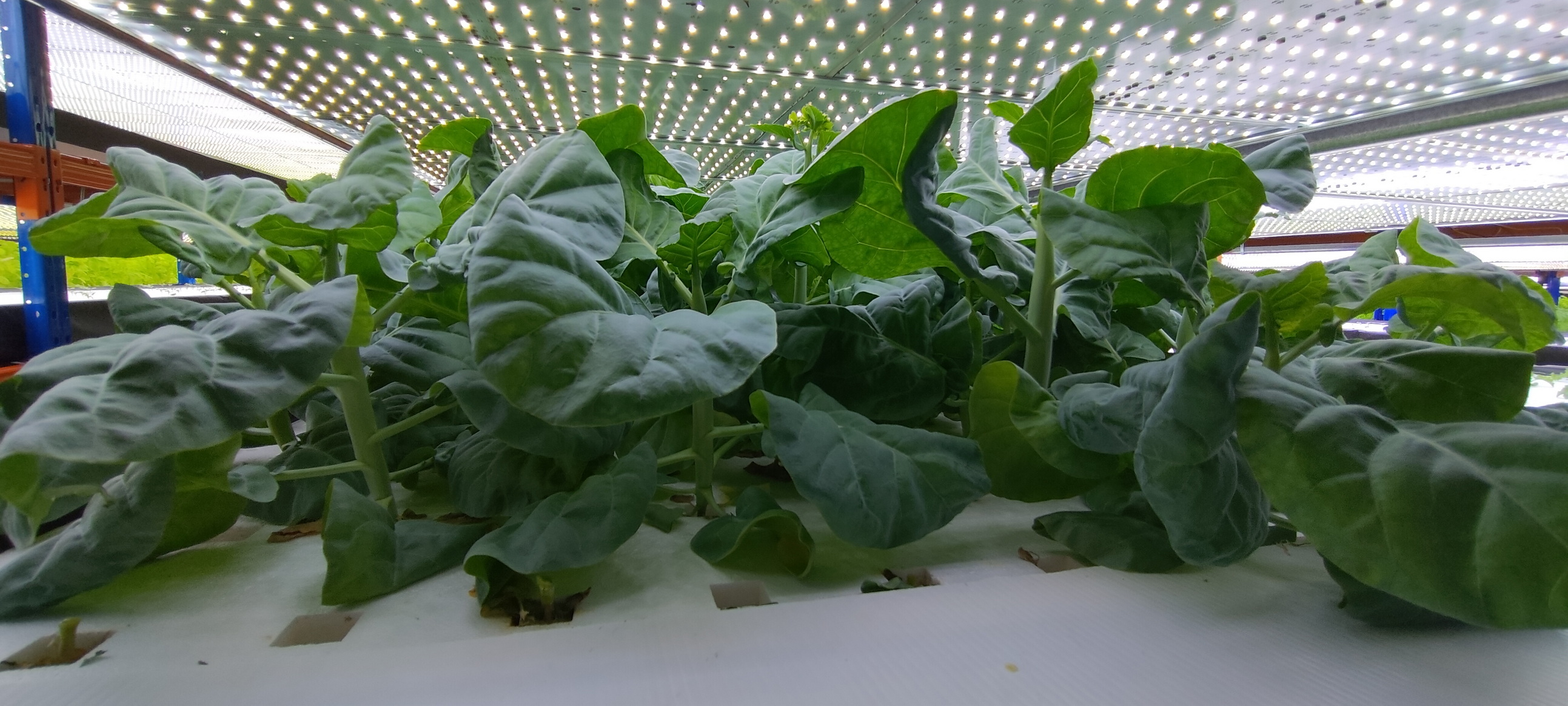 ▲彰化縣長王惠美新加坡取經，參觀全球首創的智慧植物工廠，結合AI技術種植無毒蔬菜，有望解決全球糧食危機。（彰化縣政府提供）