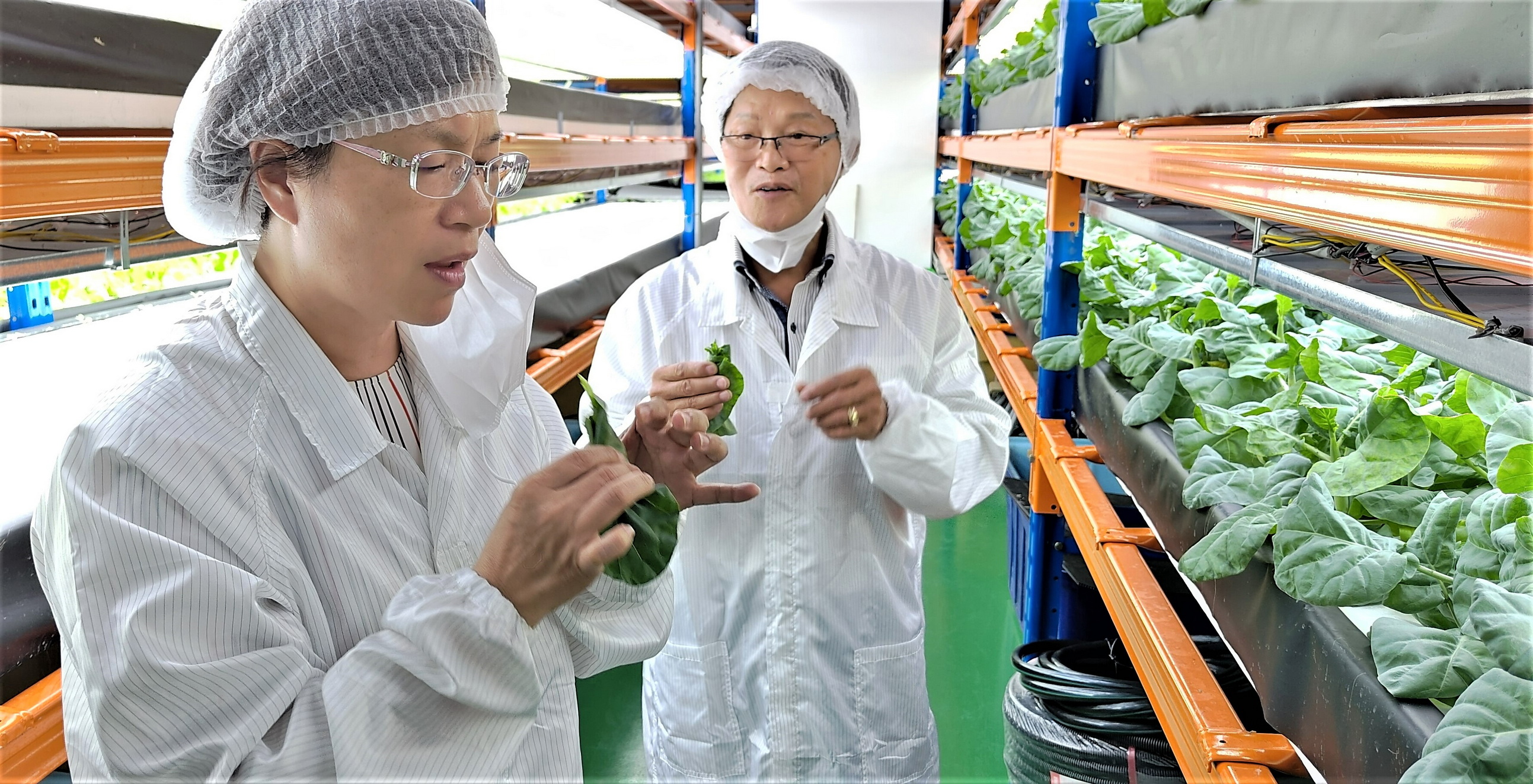 ▲彰化縣長王惠美新加坡取經，參觀全球首創的智慧植物工廠，結合AI技術種植無毒蔬菜，有望解決全球糧食危機。（彰化縣政府提供）
