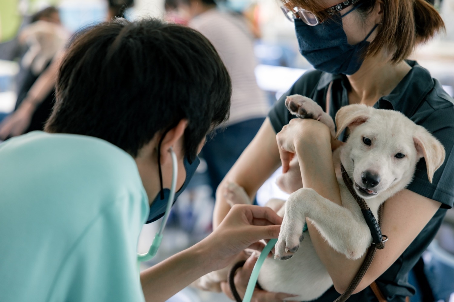 國際流浪動物日「吹狗螺度假村」開放 貓狗職人體驗幫助浪浪