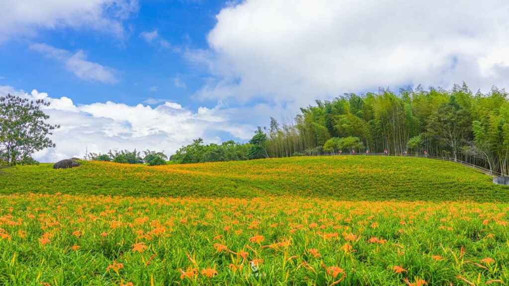▲花蓮縣赤科山及六十石山的金針花季是全台獨一無二的高山金針景觀,是花蓮一年一度的盛事。(資料照片/花蓮縣政府提供)