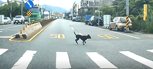 民眾趕上班撞傷犬隻未停車未報案　新北動保處開罰3萬元