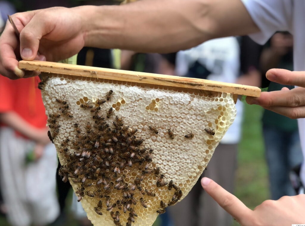 本週六日一同來到臺北花博農民市集認識在地蜂蜜產業