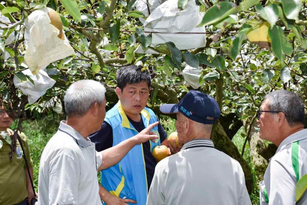 ▲臺中農改場在東勢區辦理「微生物應用對高接梨耐逆境能力提升技術觀摩會」,以推廣相關技術應用,協助產業克服氣候問題。(臺中農改場提供)