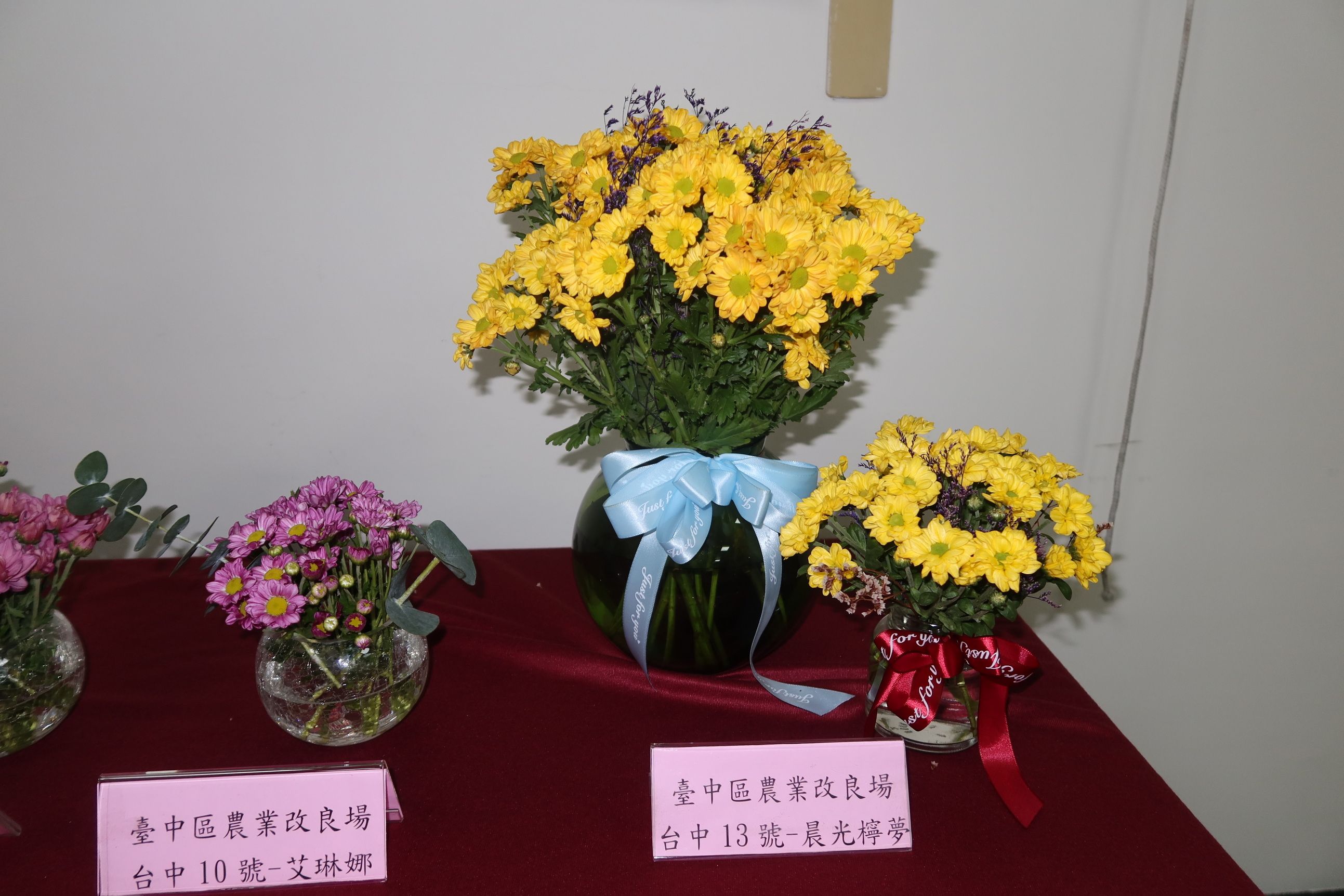 ▲台中區農業改良場在田尾鄉農會舉行新品種菊花發表會,推出了四種已命名的耐候新品種,農會安排新品種菊花的花藝設計課程試水溫。(記者張溎壕攝)