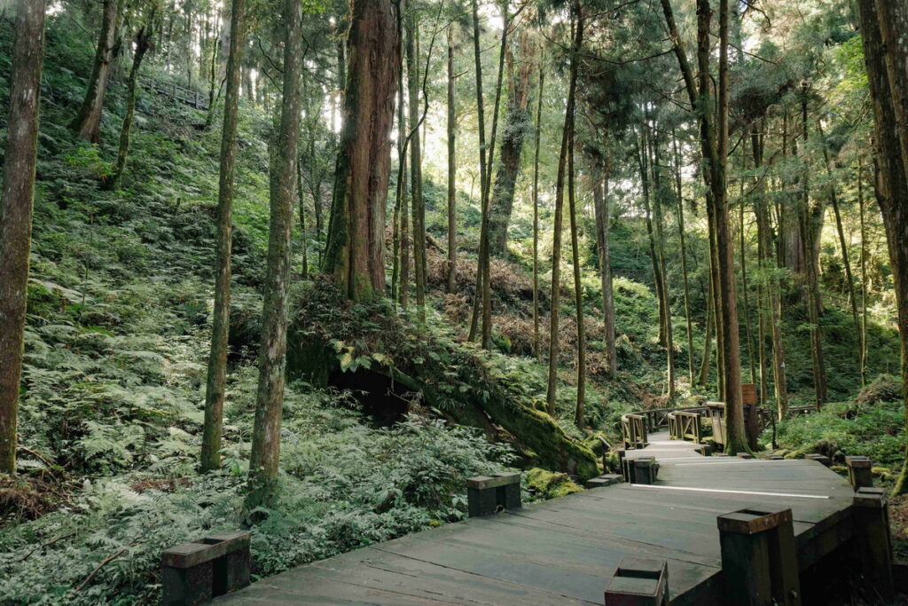 阿里山上共有二十多條的步道，從從親子級、勇腳級到山友級，可以滿足各種不同健行需求的銀髮族（阿里山英迪格酒店提供）