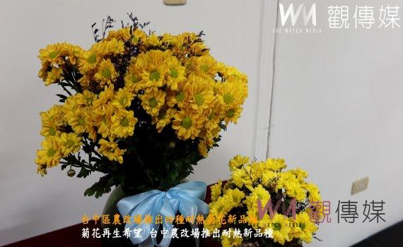 （有影片）／台中區農改場推出四種耐熱菊花新品種　彰化菊花市場迎來變革