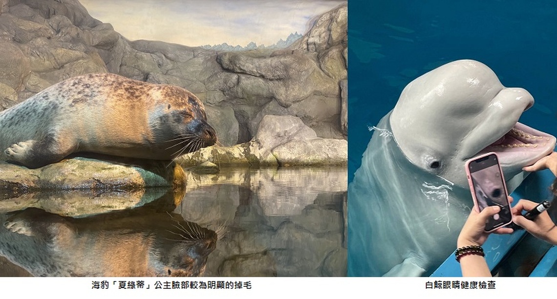 屏東海生館迎接海豹換毛期 海洋生物眼睛健康成焦點