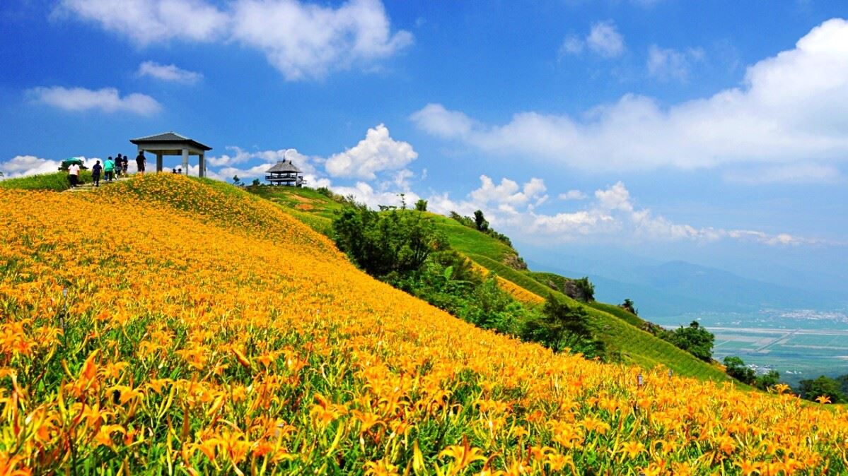 花蓮金針花季住宿好康 抽特斯拉、雙人機票與自由行補助