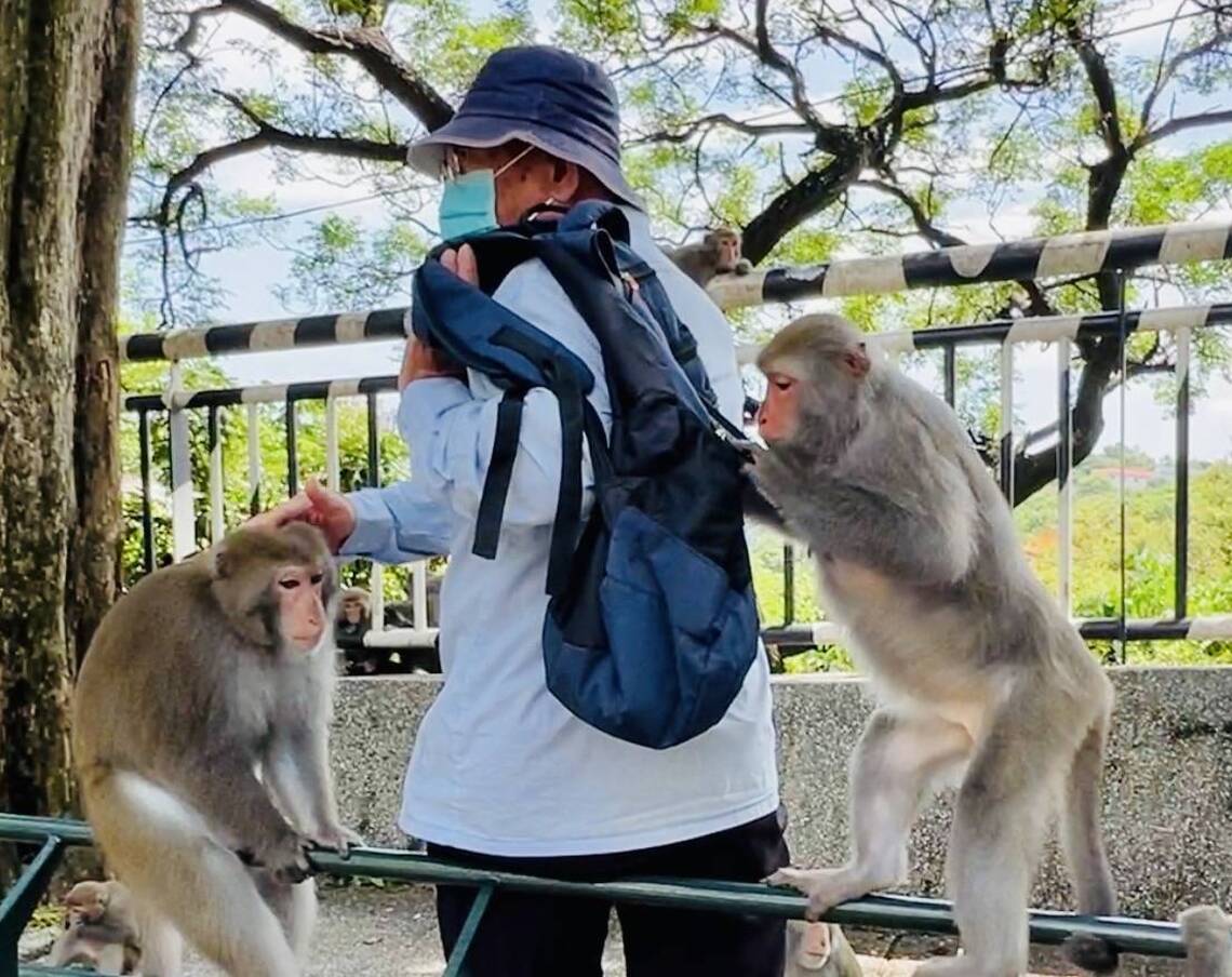 漾新聞|不當餵食獼猴將罰5千到1萬元 觀光局宣導「不接觸、不餵食、不干擾」
