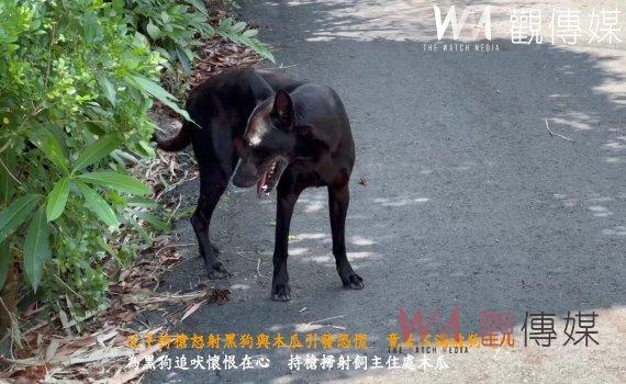 父子持槍怒射黑狗與木瓜引發恐慌 竟是不滿被狗追吠