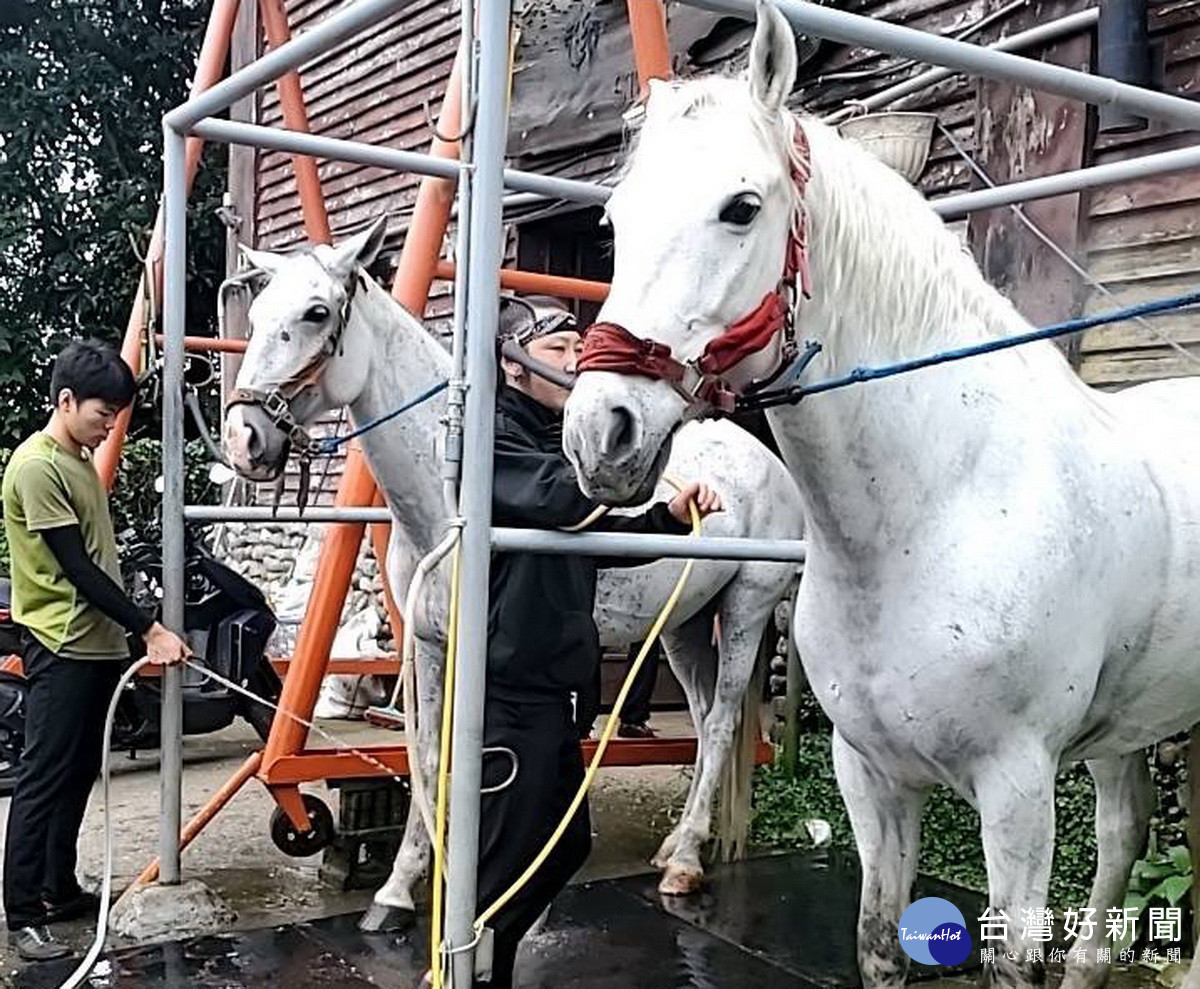 不論洗澡餵飼料等都悉心照顧。(清境農場提供)