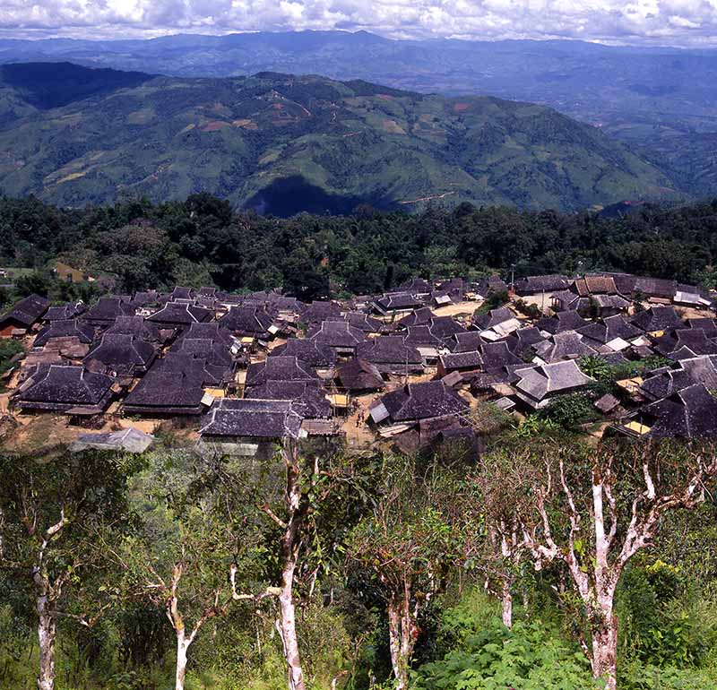 全球唯一榮登世界文化遺產之普洱景邁山古茶園。攝影/吳德亮