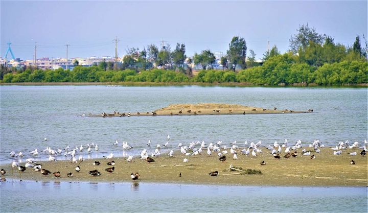 全台唯一24小時觀鳥活動 雲嘉南「台灣國際觀鳥馬拉松」限量開放報名