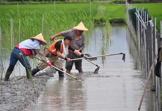 行建村辛勤工作的農民們 (圖片出自微笑台灣)