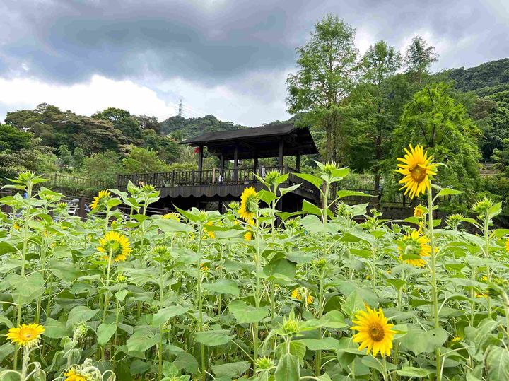 彷彿秋日暖陽綻放花田 樟樹步道向日葵花海盛開 