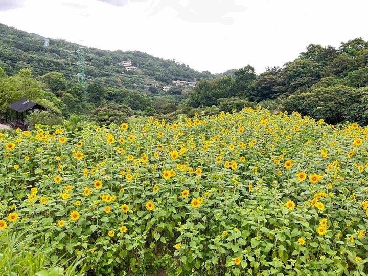 彷彿秋日暖陽綻放花田 樟樹步道向日葵花海盛開 