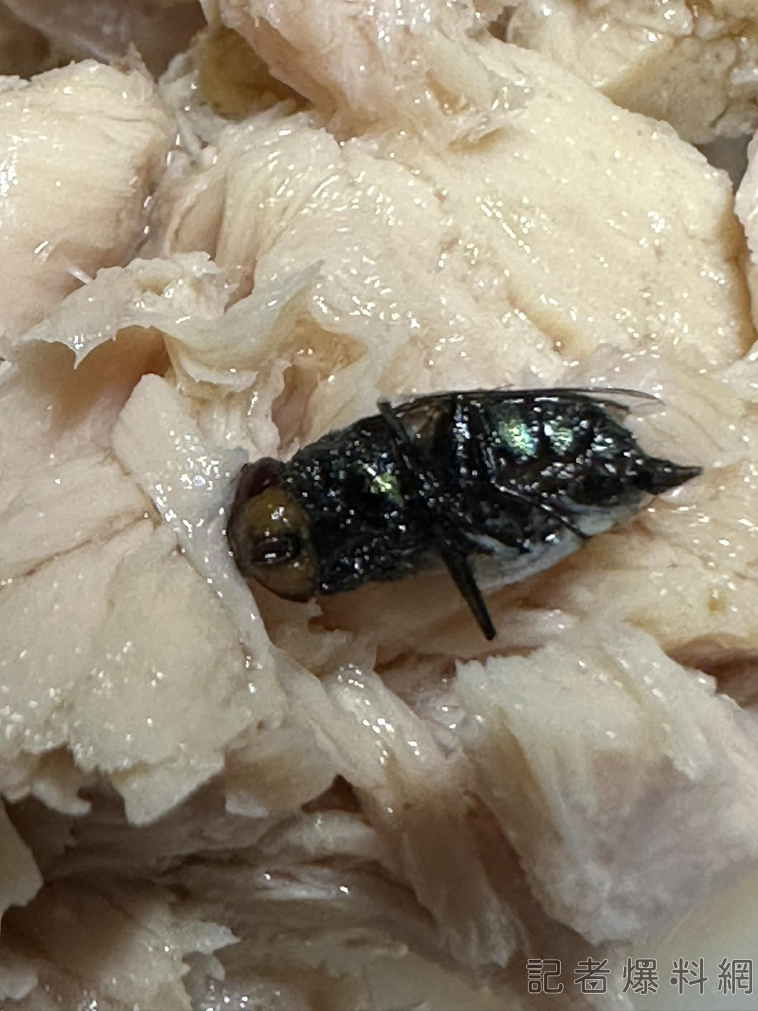 鮪魚罐頭 食安 蒼蠅