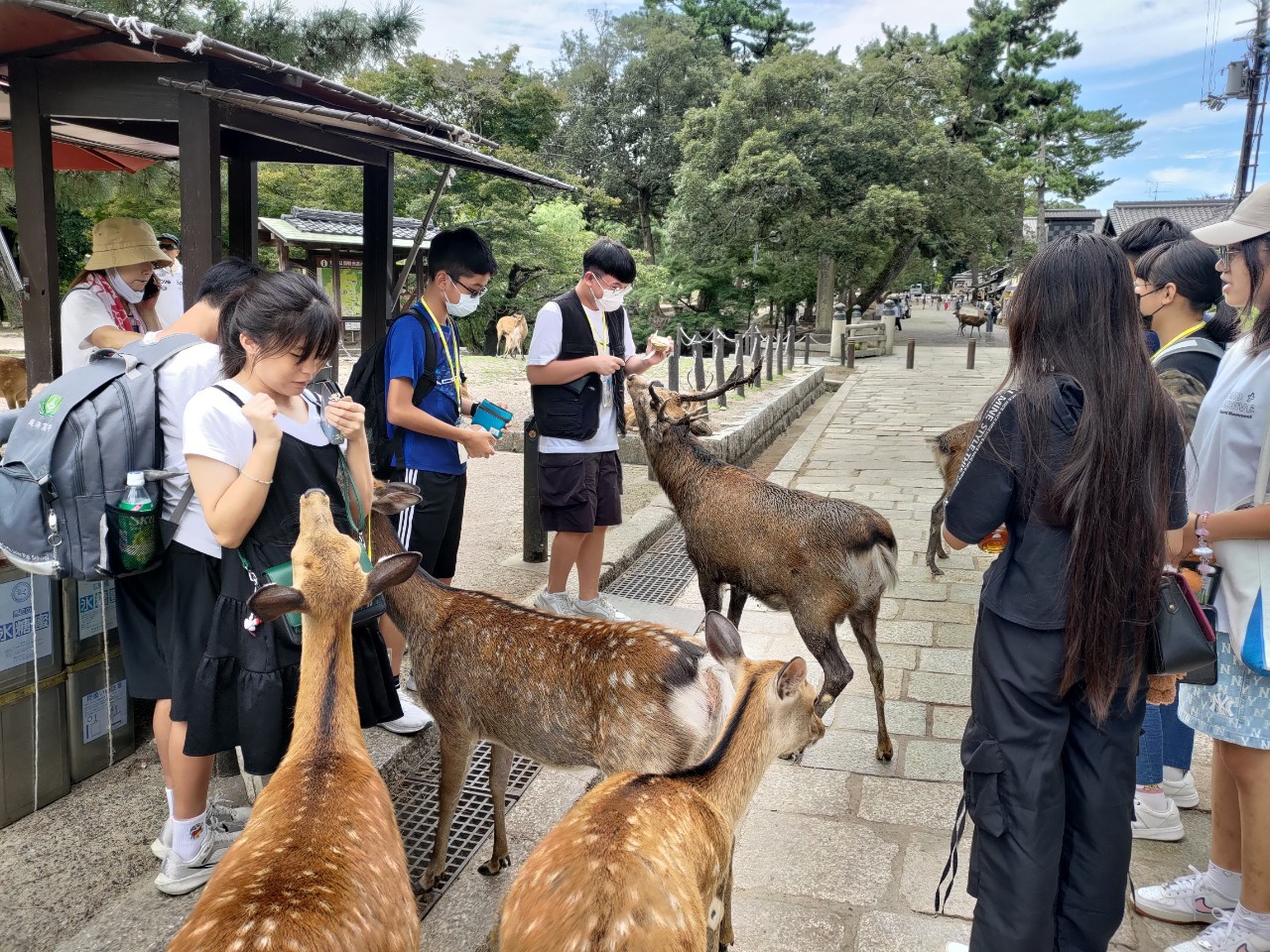 日本關西旅遊勝地奈良公園餵鹿趣。