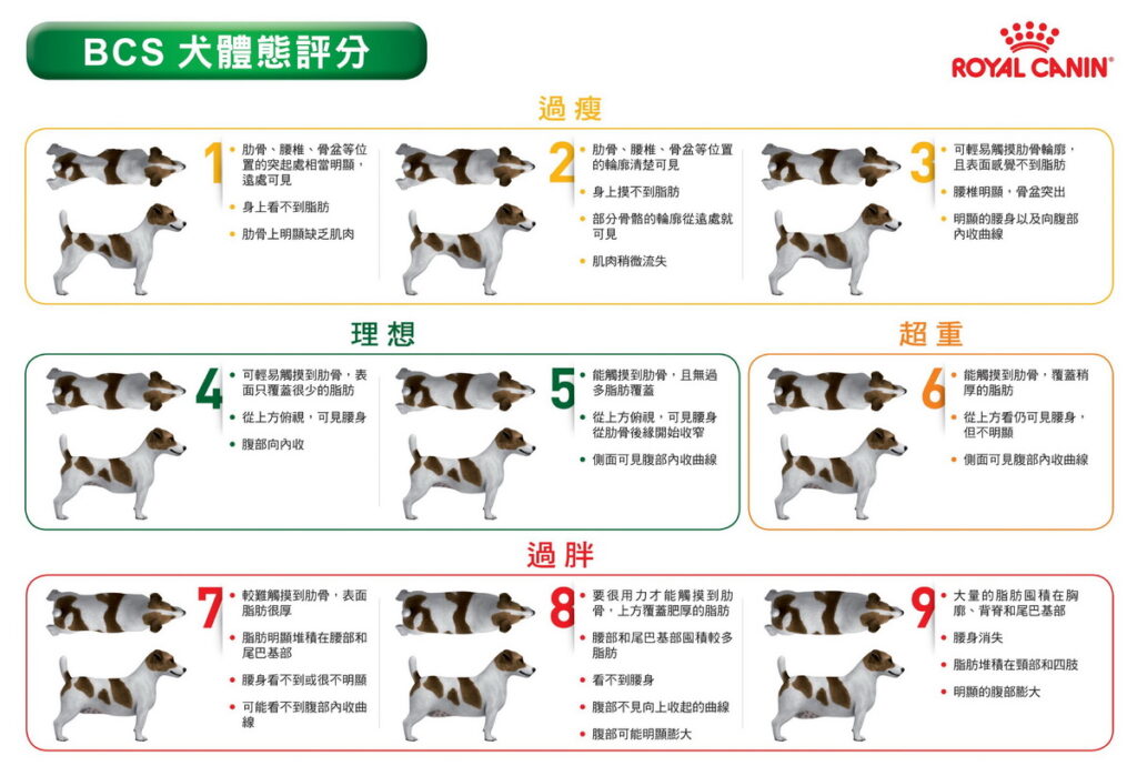 法國皇家 BCS (Body Condition Score) 犬體態評分表 (圖片來源:法國皇家)